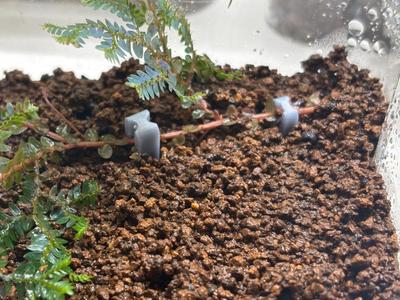 Plant Holder Clip