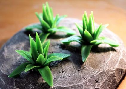 Tabletop plant Agave