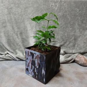 Square Vase Planter – Obsidian Style