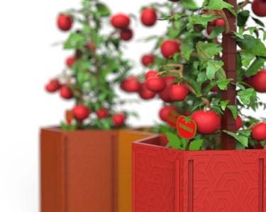 Tomato Kit