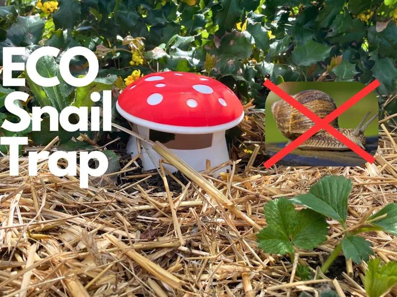 Mushroom Snail Trap   