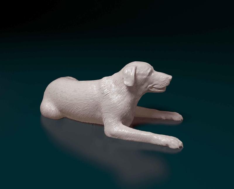 Labrador