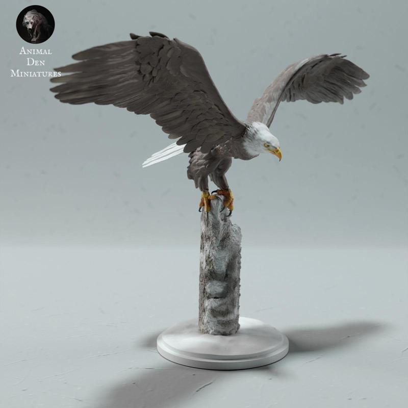 Bald Eagle