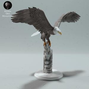 Bald Eagle