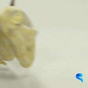 Ball Python Wine Holder