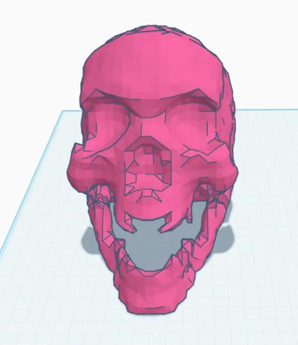 skull head with articulated jaw