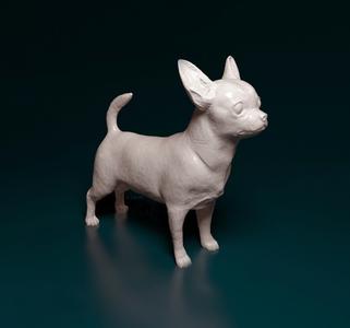 Chihuahua dog