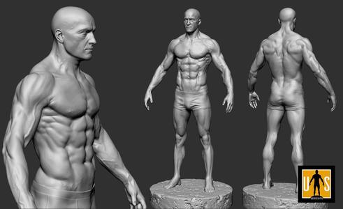male anatomy study