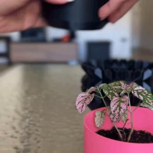 Sky Night Planter