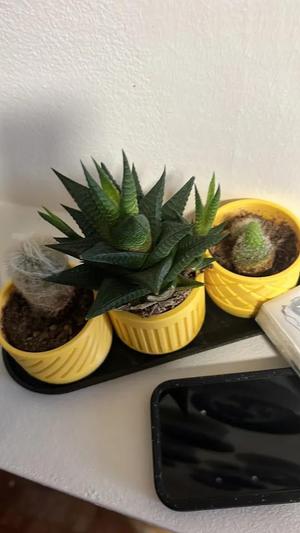 Geometric Vases