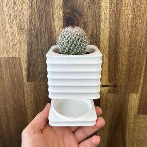 Scura – Planter Pot (Wall mount & Table Top)
