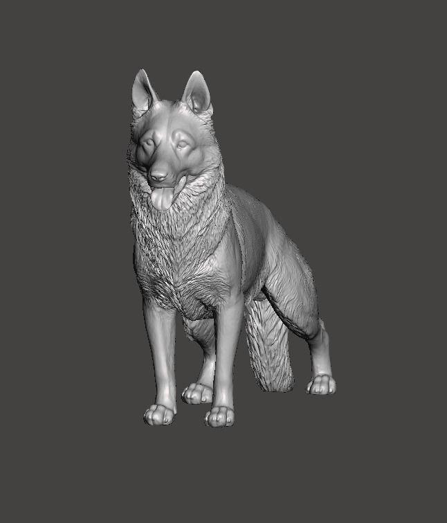 German Shepherd Dog