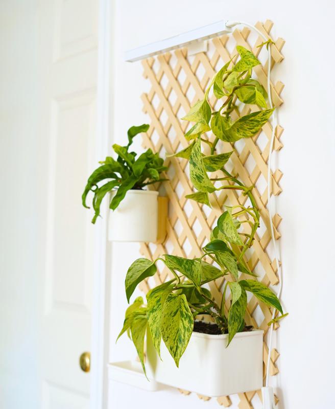 Botanical Bundle for Trellis