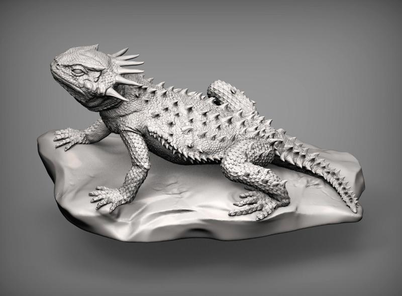 Flat-horned toad lizard  Phrynosoma platyrhinos