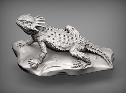 Flat-horned toad lizard  Phrynosoma platyrhinos