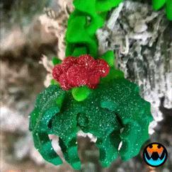 Holly Cinderling Dragon Eating Gingerbread Man, Cute Articulating Christmas Dragon