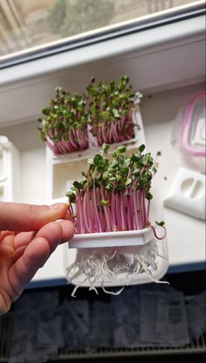 Microgreens  Compact planter