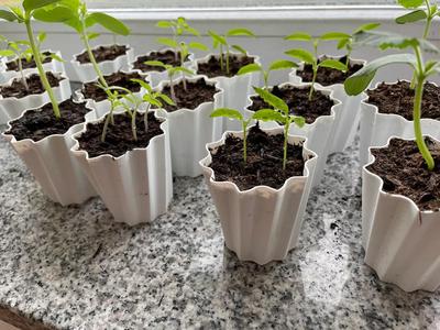 plant pot small vase mode, Pflanzentopf klein Vasenmodus