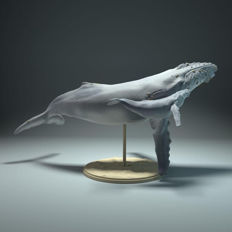 Humpback Whale and Calf