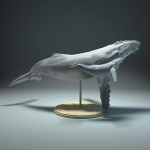 Humpback Whale and Calf