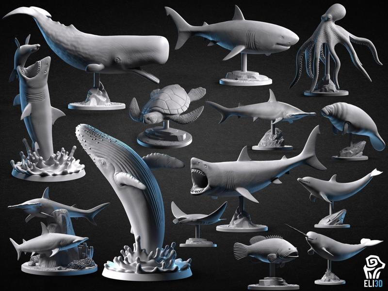 Animals – Ocean Wildlife