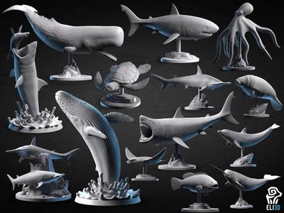 Animals – Ocean Wildlife