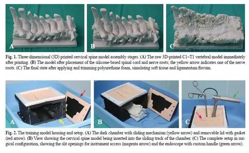 Posterior Cervical Spine Model #0   