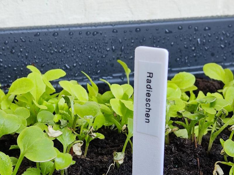 Plant Markers