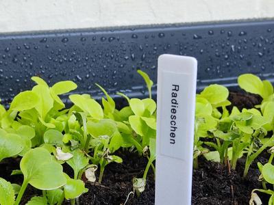 Plant Markers