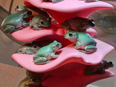 Mushroom Shelf (Suction Cup)