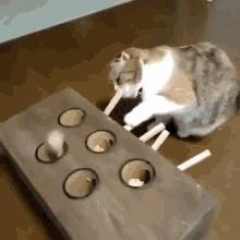 cat fun