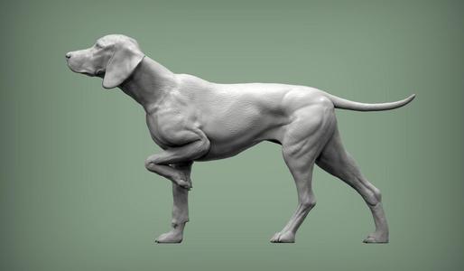 Hungarian vizsla Hungarian Pointing Dog 3D print model