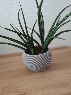 Flower Pot