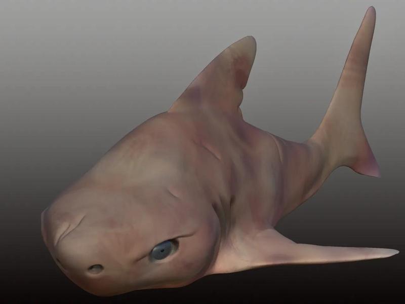 Zombie Shark
