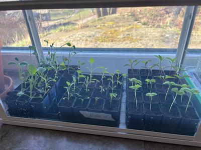 Seed Starter Kit for IKEA ÅKERBÄR & SOCKER
