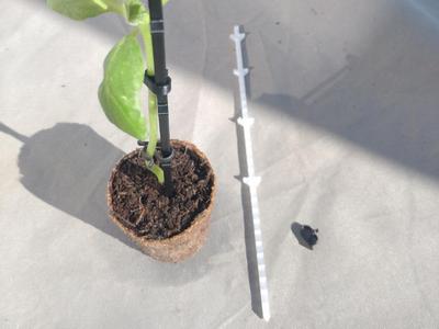 Support your seedlings
