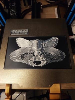 Raccoon Portrait 1