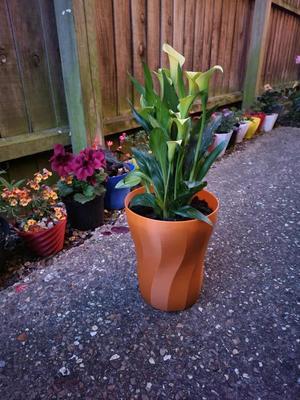 Huge plant pot