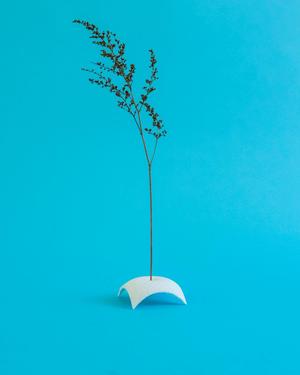 Fovea // Dried Plant Holder
