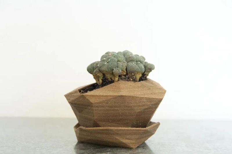 Planter #3