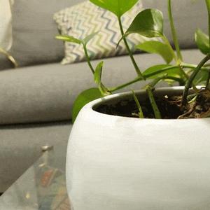 DACHSHUND [DACHSHUND] FOR FLOWER POTS