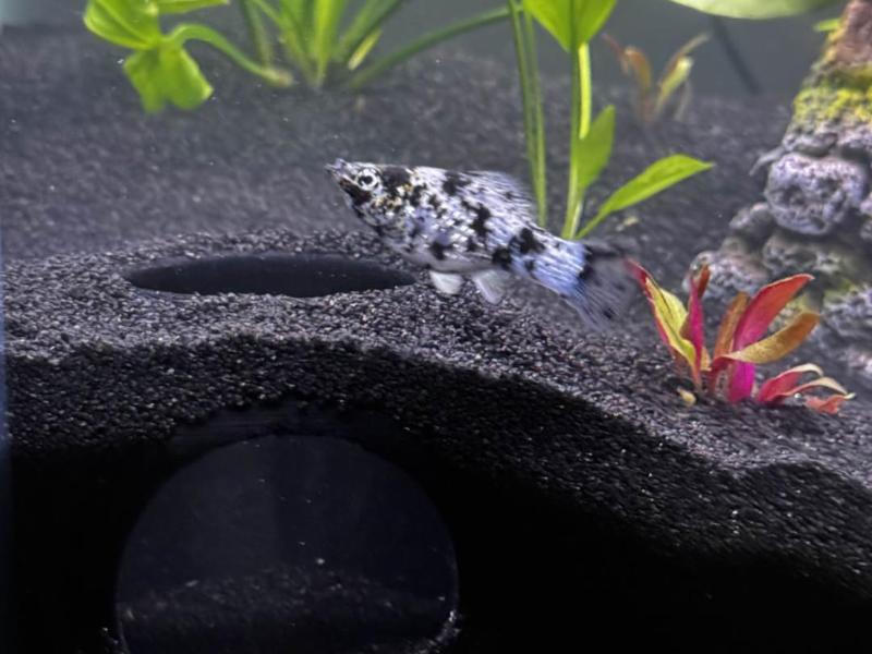 Aquarium Dome with window for Substrate