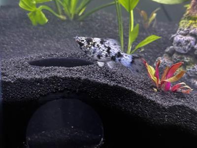 Aquarium Dome with window for Substrate