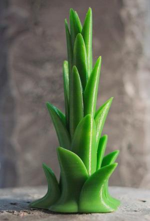 Tabletop plant: Tree Agave