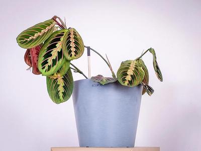 Stem supporter for indoor plants