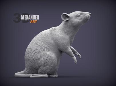Rat on hind legs
