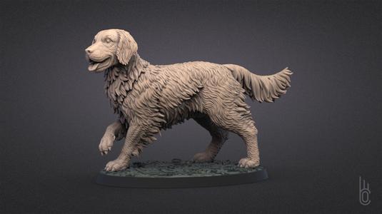 Golden Retriever