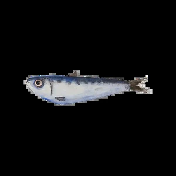 fish   