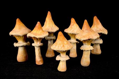 Ubiquitous Mushroom Set 2