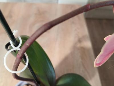 Garden Vine Strapping Clip